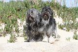 PETIT CHIEN LION 017